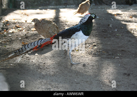 Diamant Fasan Stockfoto