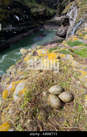 Nest und Eiern der Silbermöwe, Larus Argentatus, an der Küste von Aberdeenshire, Schottland. Stockfoto