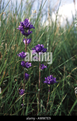 Gruppierte Glockenblume, Campanula glomerata Stockfoto