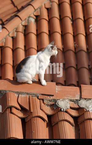 Katze auf den Fliesen Stockfoto