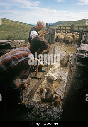 Schafe auf einem Bergbauernhof in der Nähe von Aberystwyth in West Wales Arbeitnehmer tragen sehr wenig Schutzkleidung Foto aus den 70er Jahren eintauchen Stockfoto