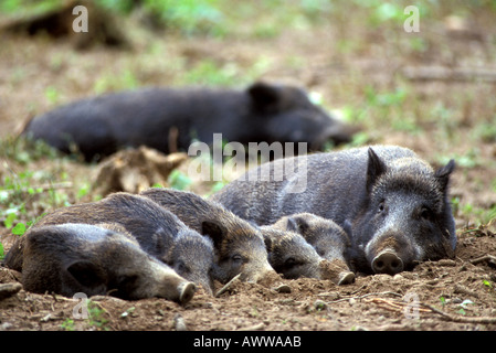 Sus Scrofa Linnaeus, Wildschweine Stockfoto