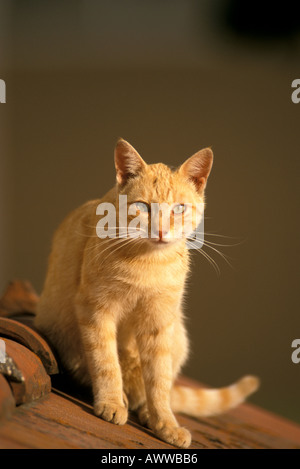 Ingwer Tabby Katze, close-up Stockfoto