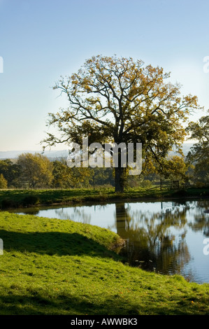 Baum am Ufer eines Teiches in blauen Herbsthimmel Stockfoto