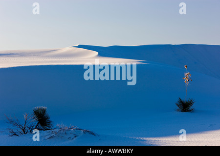 Gips-Sand-Dünen, Seife Baum Yucca. Stockfoto