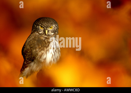 Eurasische Pygmy Eule, Nahaufnahme Stockfoto