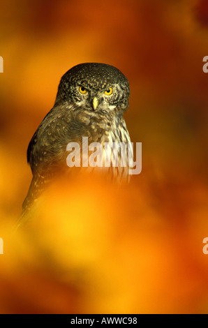 Eurasische Pygmy Eule, Nahaufnahme Stockfoto