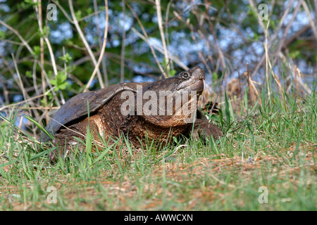 Großen Schnappschildkröte aus Seney Wildlife refuge Stockfoto