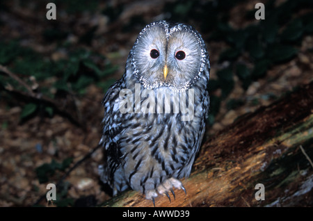 Habichtskautz, Habichtskauz, Strix uralensis Stockfoto