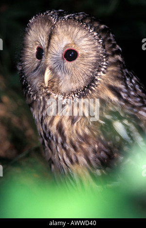 Habichtskautz, Habichtskauz, Strix uralensis Stockfoto