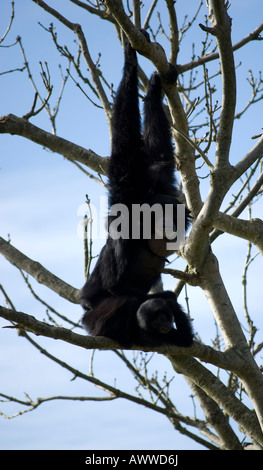 Siamang (Symphalangus Syndactylus) Stockfoto