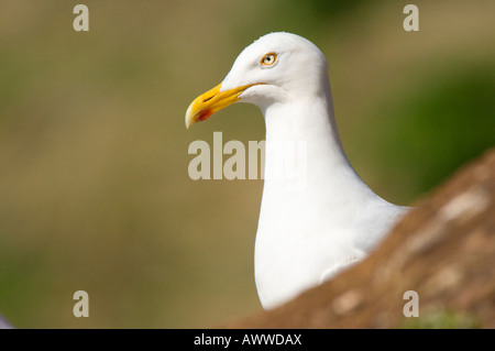 Hering-Möve, Larus Argentatus, Erwachsene, zeigt der rote Punkt auf der Rechnung in der Brutzeit Stockfoto