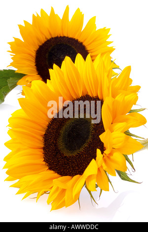 Zwei Sonnenblumen (Helianthus Annuus), Nahaufnahme Stockfoto