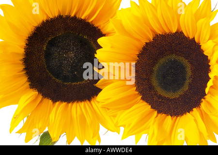 Zwei Sonnenblumen (Helianthus Annuus), Nahaufnahme Stockfoto