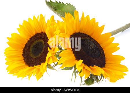 Zwei Sonnenblumen (Helianthus Annuus), Nahaufnahme Stockfoto