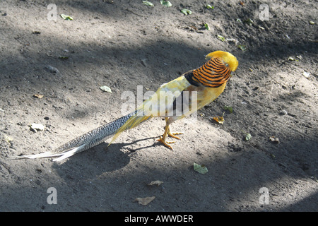 Schöne traumhafte Fasan, im bunten Kleid. Chrysolophus pictus Stockfoto
