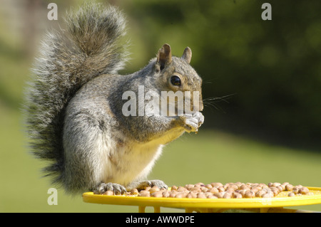 Eichhörnchen stehlen Muttern von Vogelhaus Stockfoto