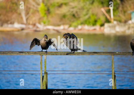 Kormorane Schlafplatz auf einem verlassenen Dock auf Vashon island, washington Stockfoto