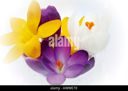 Crocus albiflorus Stockfoto