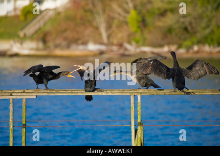 Kormorane Schlafplatz auf einem verlassenen Dock auf Vashon island, washington Stockfoto