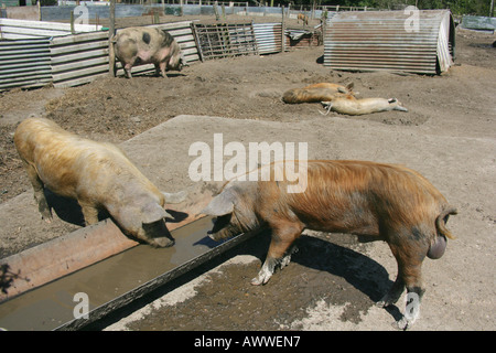 Schweine aufgezogen für Fleisch, Surrey, England, UK. Stockfoto