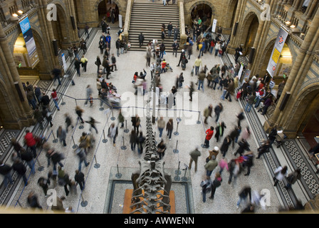 Ein Blick auf das Erdgeschoß des Natural History Museum in South Kensington, London, UK. Stockfoto