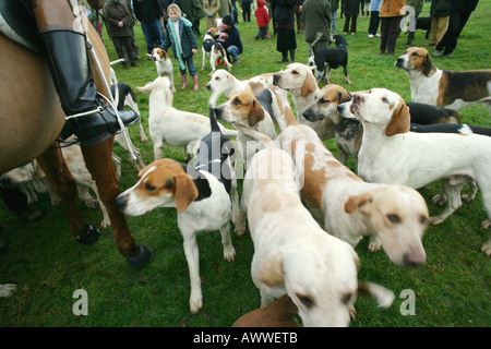 Jagdhunde vom Thurlow Hunt, Thurlow, Suffolk, England. Stockfoto