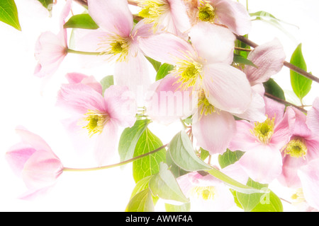 Clematis montana Stockfoto