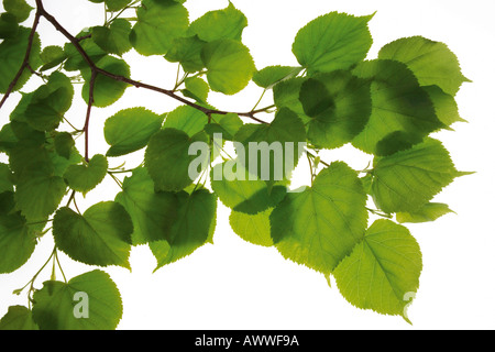Linde Baum Blätter, (Tilia), Nahaufnahme Stockfoto