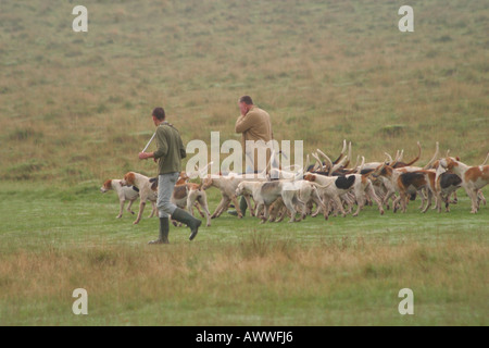 Pack von Fox Hounds auf dem Land auf einem privaten Grundstück ausgeübt werden Stockfoto