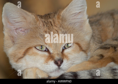 Arabian Sand Katze (Felis Margarita) entspannt und liegend Stockfoto