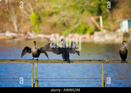 Kormorane Schlafplatz auf einem verlassenen Dock auf Vashon island, washington Stockfoto