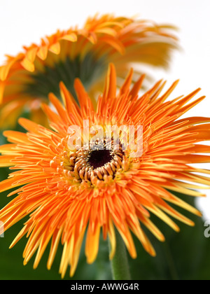 Zwei Orange Gerbera in Nahaufnahme Stockfoto