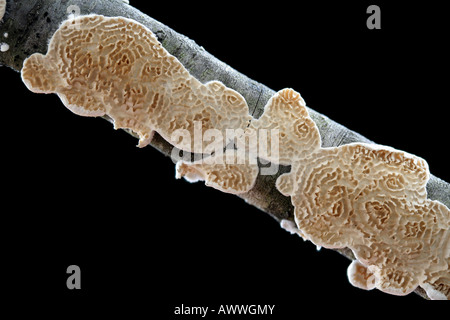 Ein Pilz, Irpex Lacteus, wächst auf einem Stick. Stockfoto