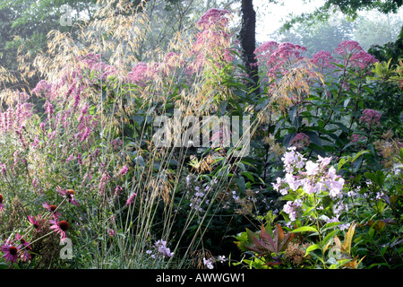 August früh im rosa Garten in Holbrook Devon Stockfoto