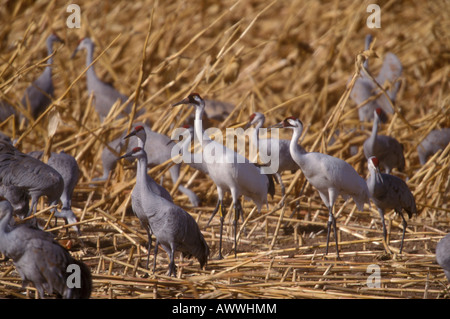 Schreikranich paar, Grus Americana mit Kraniche, Grus Canadensis Fütterung im Maisfeld. Stockfoto