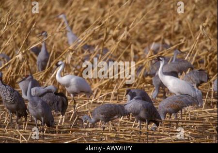 Schreikranich paar, Grus Americana und Kraniche, Grus Canadensis Fütterung im Maisfeld. Stockfoto