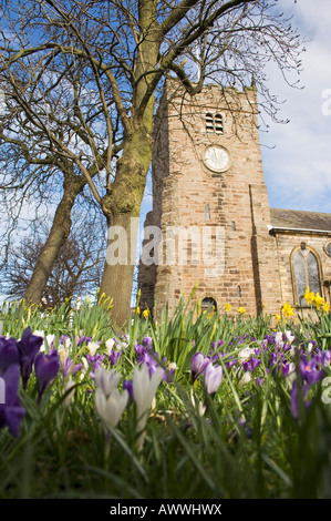 Der Tschadische Kirchenhof blüht im Frühjahr Stockfoto