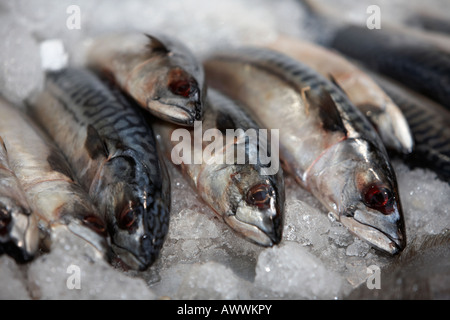Reihe von Makrelen auf einem Bett aus Eis auf einen Fischhändler frischen Fisch stand auf einer Markthalle Stockfoto