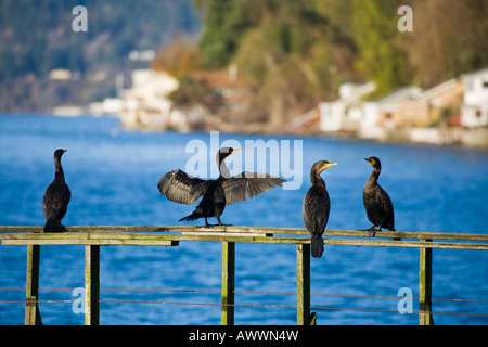 Kormorane Schlafplatz auf einem verlassenen Dock auf Vashon island, washington Stockfoto