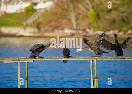 Kormorane Schlafplatz auf einem verlassenen Dock auf Vashon island, washington Stockfoto