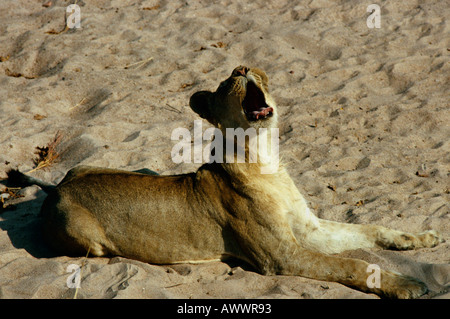 Löwin Gähnen Stockfoto