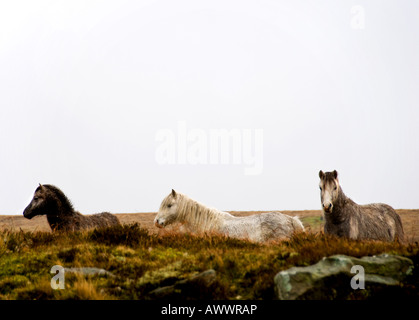 Welsh wilden Ponys - Welsh Wild Mountain Ponys auf die desolate und windgepeitschten Llangynidr Moor in Wales, Großbritannien. Stockfoto