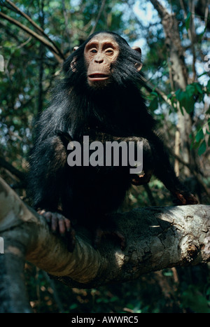 Ein Bonobo Chimfunshi Schimpanse Sanctuary, Sambia. Stockfoto