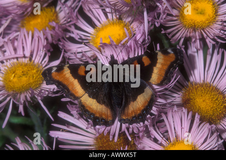 Milbert Schildpatt Schmetterling, Aglais Milberti auf lila Aster Blumen. Stockfoto