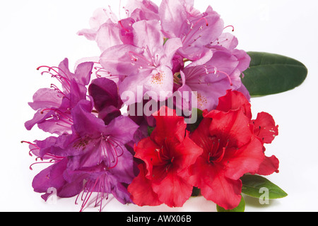 Rhododendron (Rhododendron) und Azaleen (Rhododendron Simsii), Nahaufnahme Stockfoto