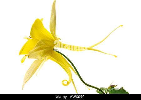 Akelei (Aquilegia), Nahaufnahme Stockfoto