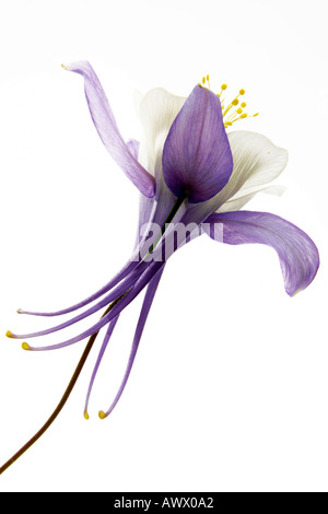 Akelei (Aquilegia), Nahaufnahme Stockfoto