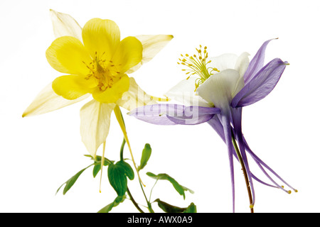 Akeleien (Aquilegia), Nahaufnahme Stockfoto