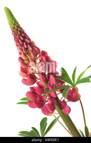 Lupine (Lupinus), Nahaufnahme Stockfoto